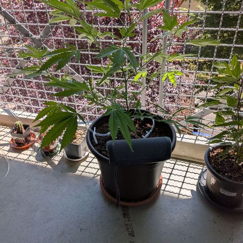 Haze Berry  growlog timeline photo