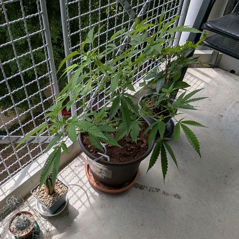 Haze Berry  growlog timeline photo