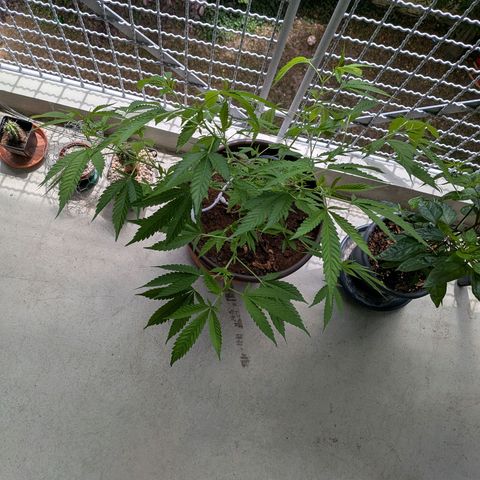 Haze Berry  growlog timeline photo