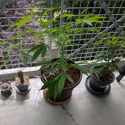 Haze Berry  growlog timeline photo
