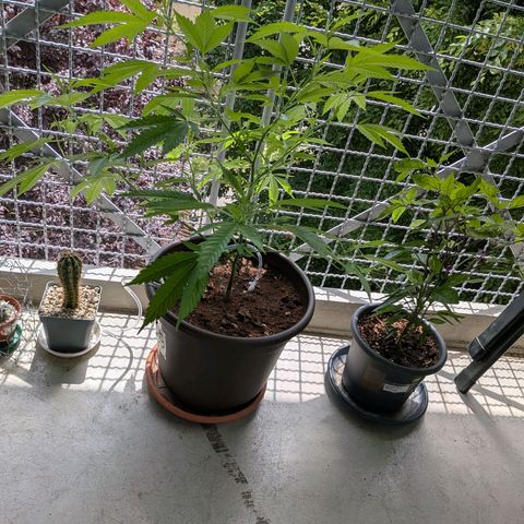 Haze Berry  growlog timeline photo