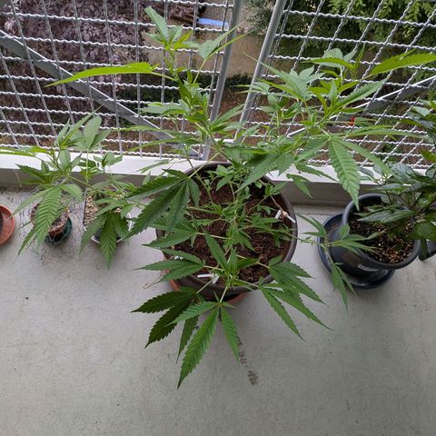 Haze Berry  growlog timeline photo