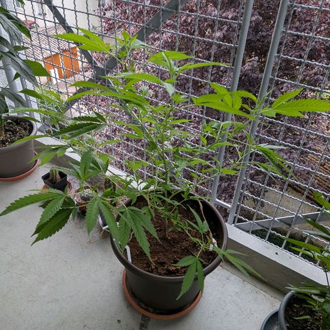 Haze Berry  growlog timeline photo