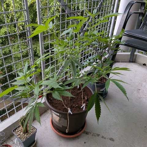 Haze Berry  growlog timeline photo