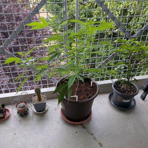 Haze Berry  growlog timeline photo