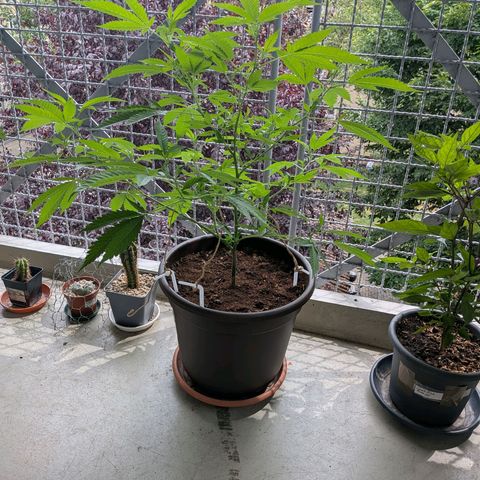 Haze Berry  growlog timeline photo