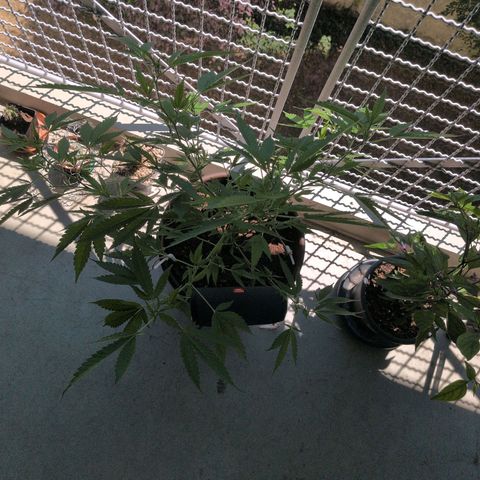 Haze Berry  growlog timeline photo