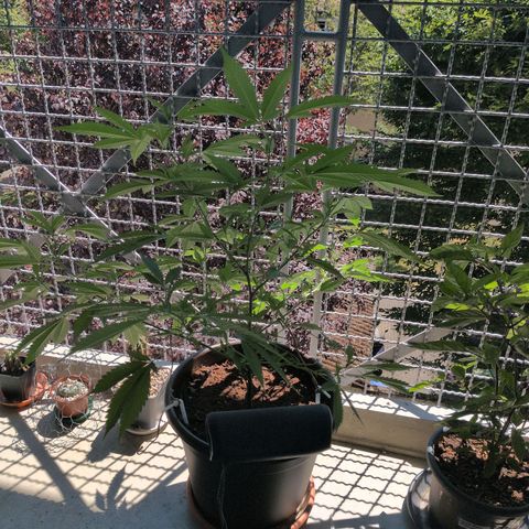 Haze Berry  growlog timeline photo
