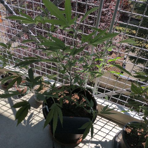 Haze Berry  growlog timeline photo