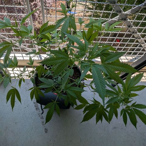 Haze Berry  growlog photo: Outdoor 