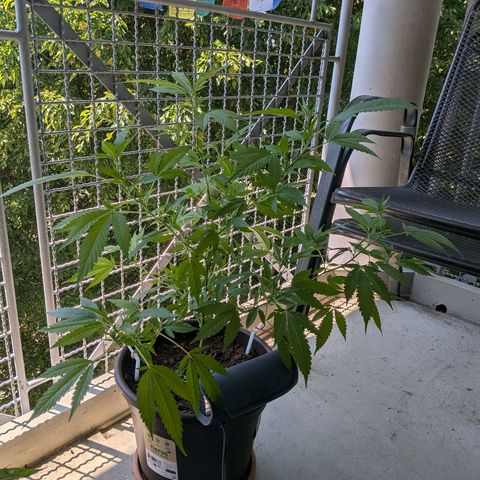 Haze Berry  growlog photo: Outdoor 