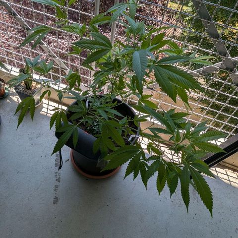 Haze Berry  growlog photo: Outdoor 