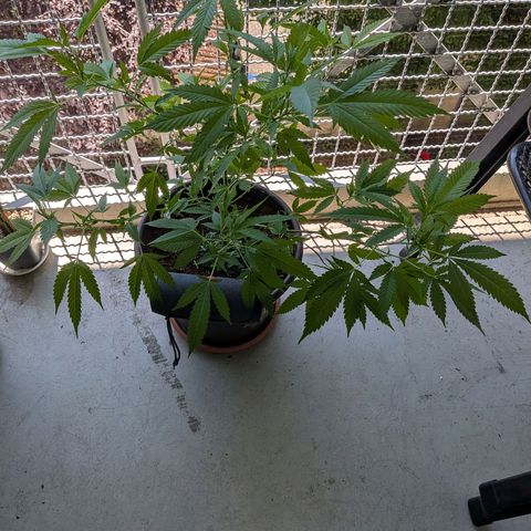 Haze Berry  growlog photo: Outdoor 