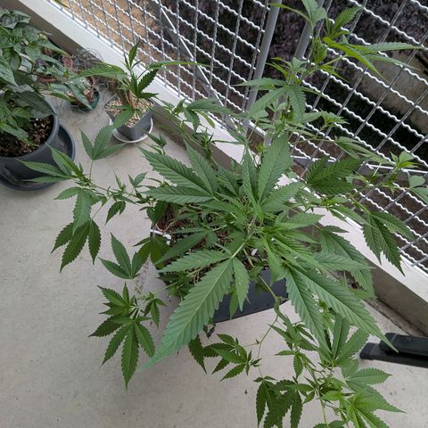Haze Berry  growlog timeline photo