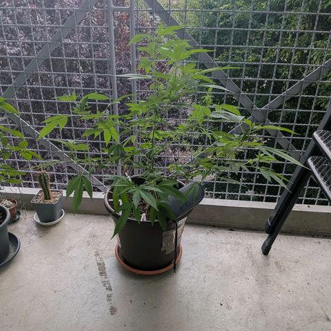 Haze Berry  growlog timeline photo