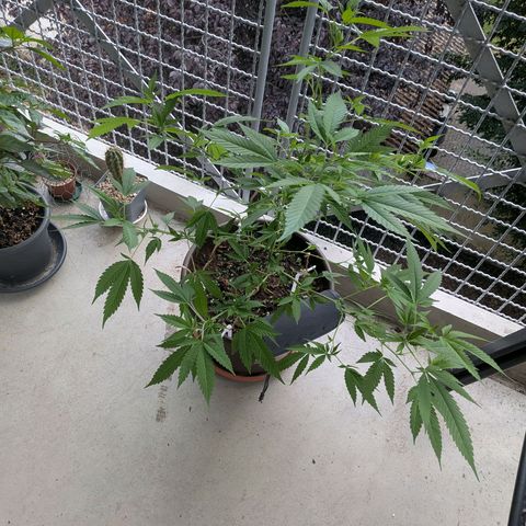Haze Berry  growlog timeline photo