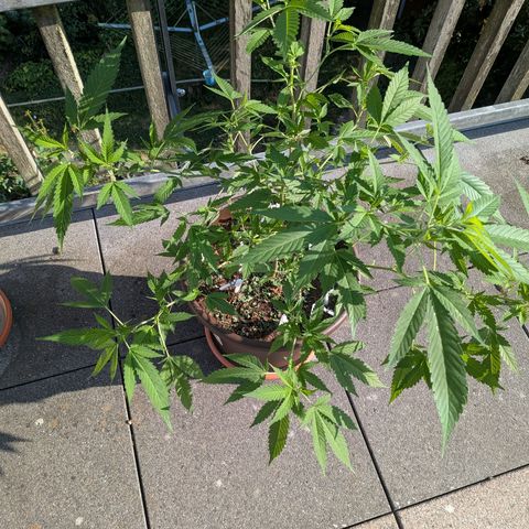 Haze Berry  growlog photo: Outdoor 