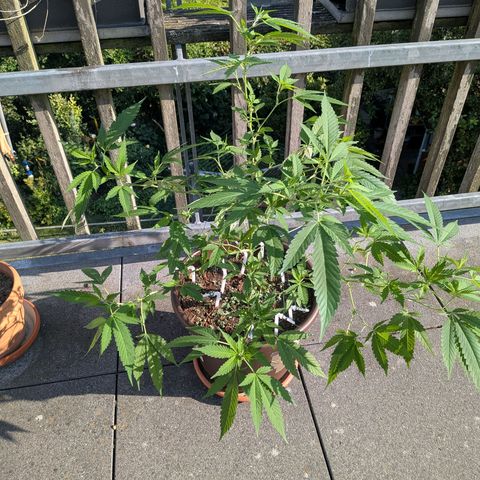 Haze Berry  growlog photo: Outdoor 