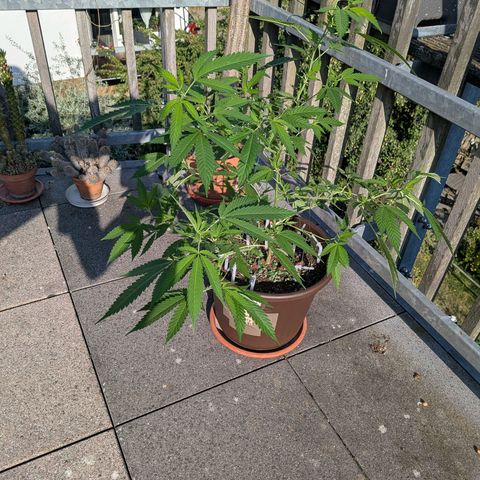 Haze Berry  growlog photo: Outdoor 