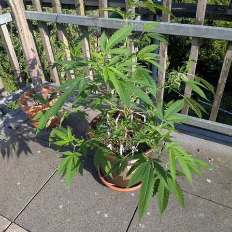 Haze Berry  growlog photo: Outdoor 