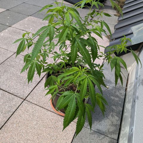 Haze Berry  growlog photo: Outdoor 