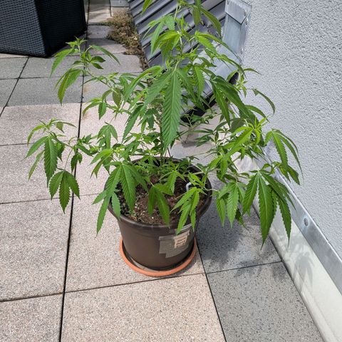 Haze Berry  growlog photo: Outdoor 