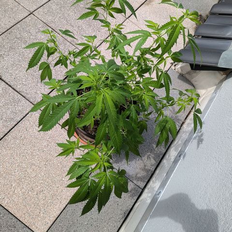 Haze Berry  growlog photo: Outdoor 