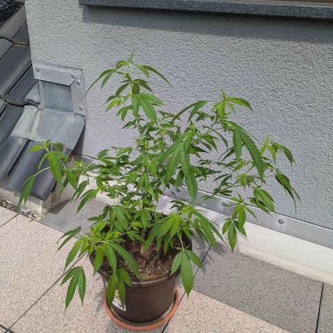 Haze Berry  growlog photo: Outdoor 