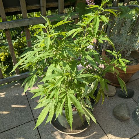 Haze Berry  growlog photo: Outdoor 