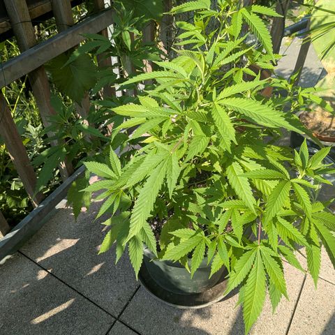 Haze Berry  growlog photo: Outdoor 