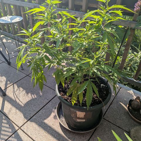 Haze Berry  growlog photo: Outdoor 