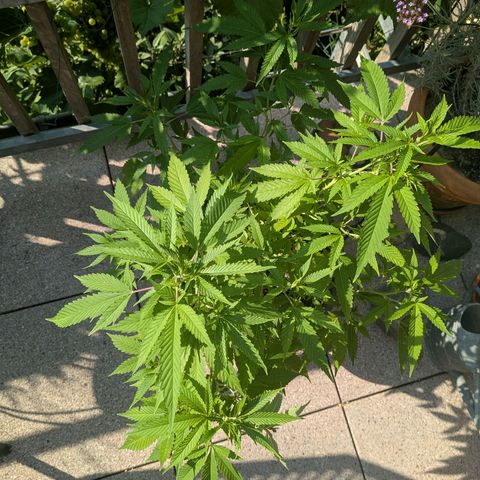 Haze Berry  growlog photo: Outdoor 