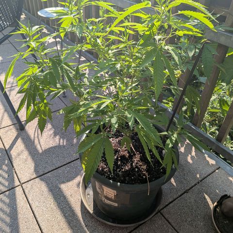 Haze Berry  growlog photo: Outdoor 