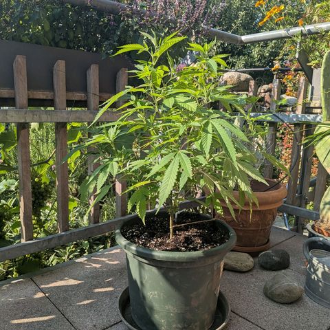 Haze Berry  growlog photo: Outdoor 