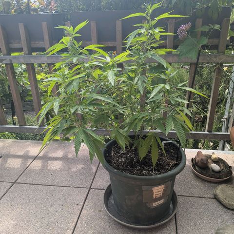 Haze Berry  growlog photo: Outdoor 