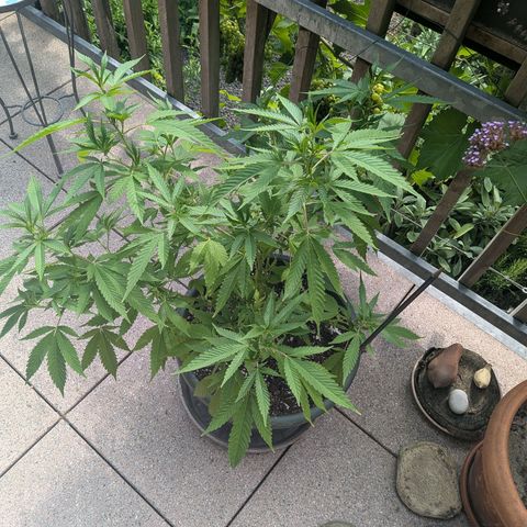 Haze Berry  growlog photo: Outdoor 