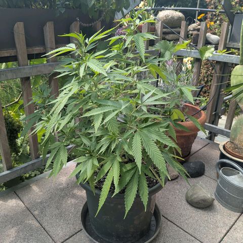 Haze Berry  growlog photo: Outdoor 