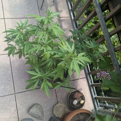 Haze Berry  growlog photo: Outdoor 