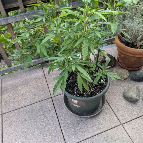 Haze Berry  growlog photo: Outdoor 
