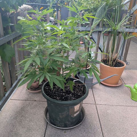 Haze Berry  growlog photo: Outdoor 