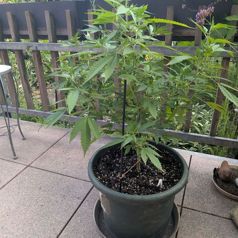 Haze Berry  growlog photo: Outdoor 