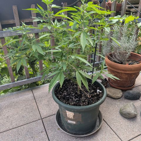 Haze Berry  growlog photo: Outdoor 