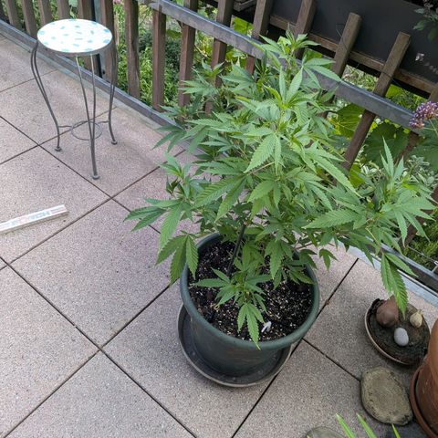 Haze Berry  growlog photo: Outdoor 