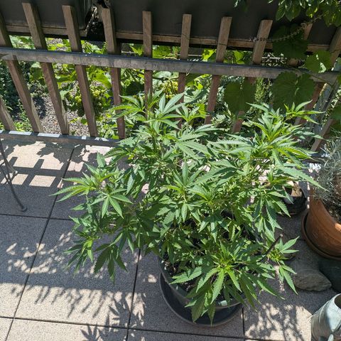 Haze Berry  growlog photo: Outdoor 