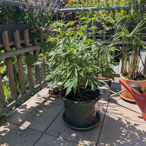 Haze Berry  growlog photo: Outdoor 