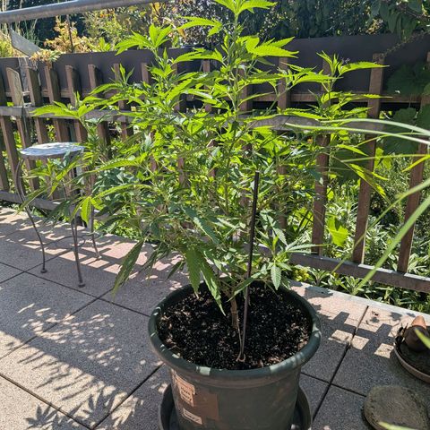Haze Berry  growlog photo: Outdoor 