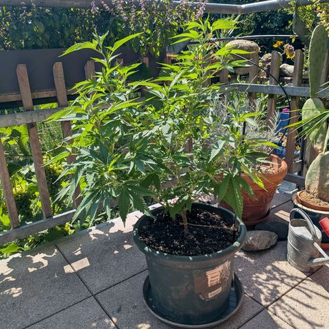 Haze Berry  growlog photo: Outdoor 