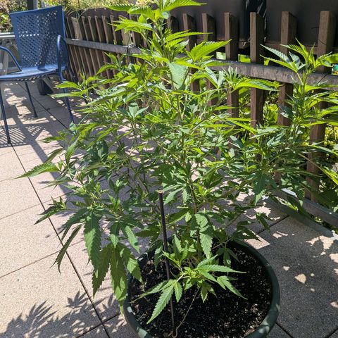Haze Berry  growlog photo: Outdoor 