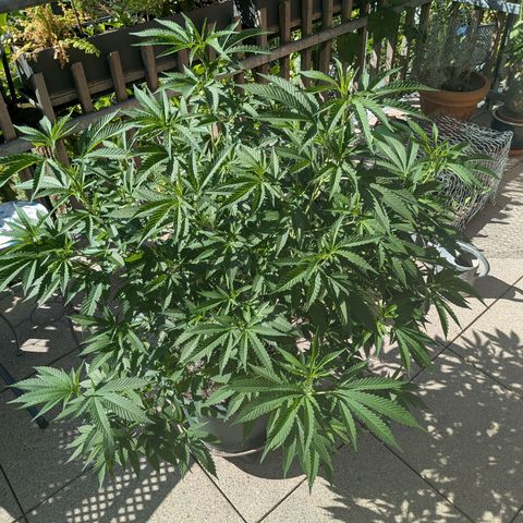 Haze Berry  growlog photo: Outdoor 