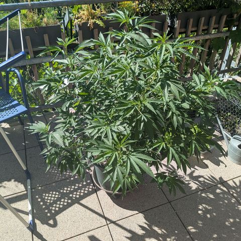 Haze Berry  growlog photo: Outdoor 